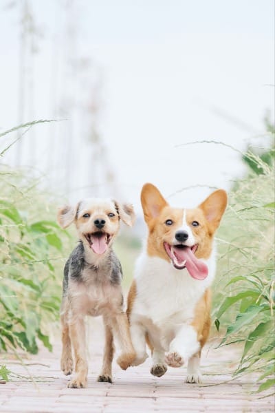 Photo of two happy dogs