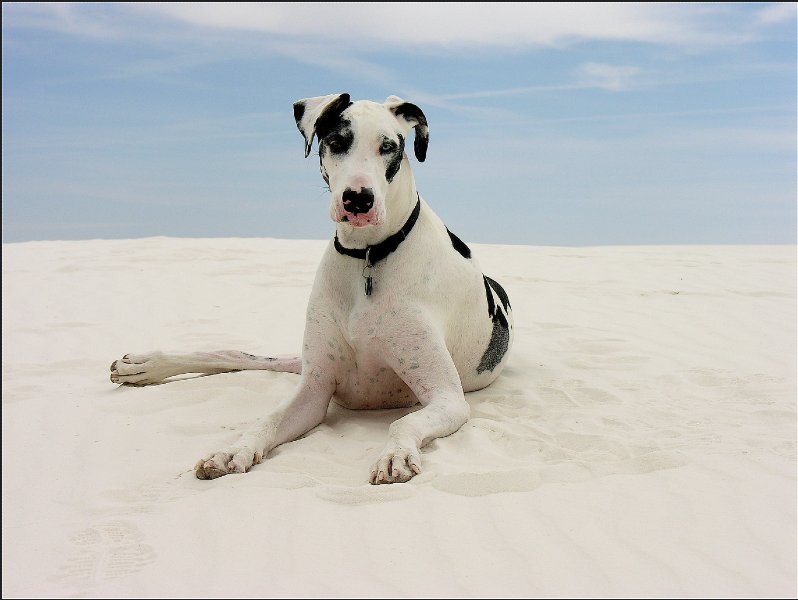 Photograph of a large black and white dog resting on a sand dune