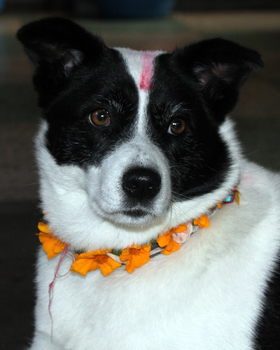 Photo of dog at Kukur Tihar festival in Nepal