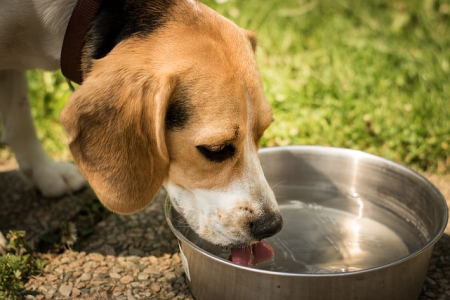 photo of a beagle dog drinking water