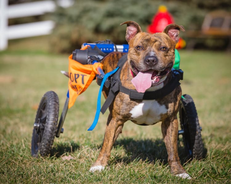 Photograph from Second Shot Photography of Tony Hawk, a 3-year-old rescue dog with a dog wheelchair on his hind legs