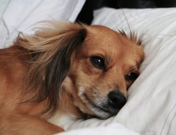 Photo of dog resting on a pillow