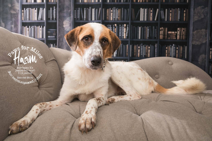 Photograph from Second Shot Photography of Hazim, a 4-year-old male canaan mix rescue dog 