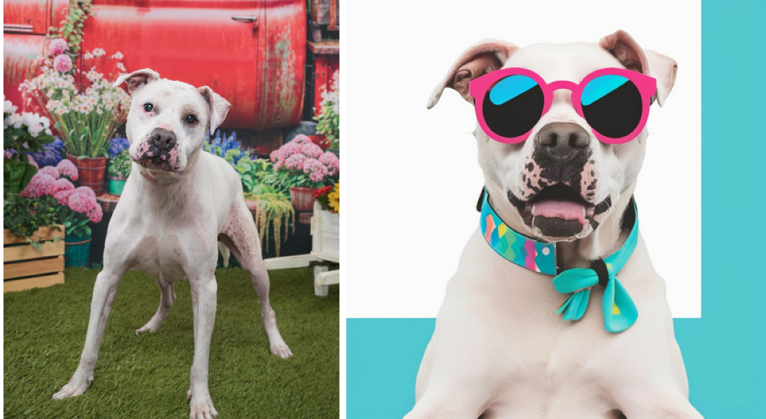 Side-by-side photograph from Second Shot and AI dog portrait of Melody, a rescue dog