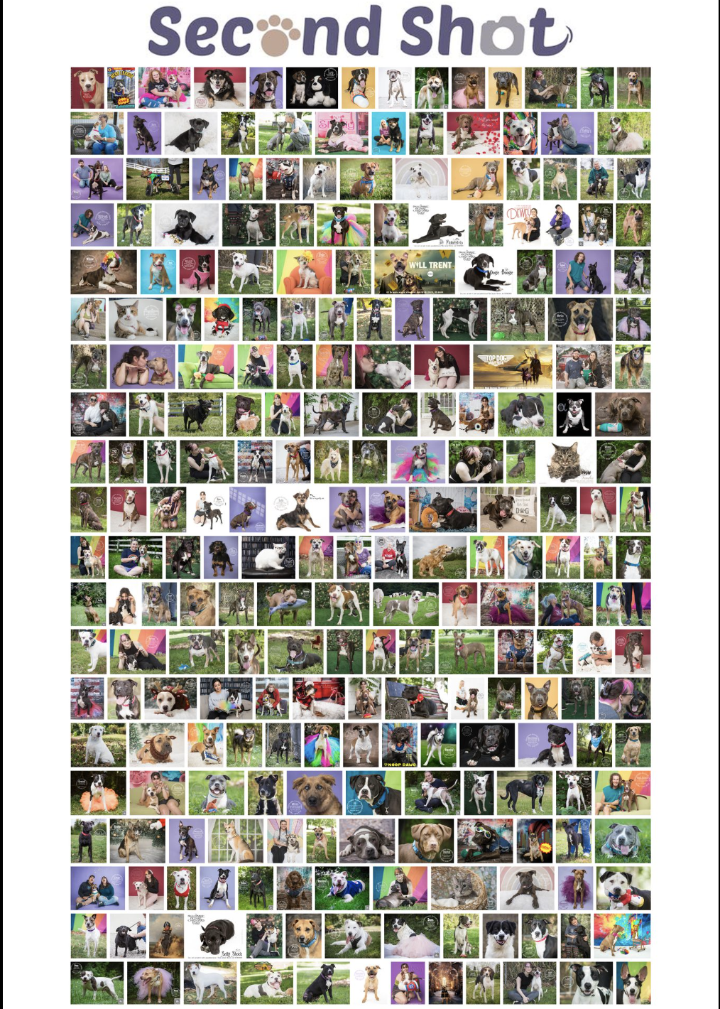 Collage of rescue dog photos from Second Shot Photography