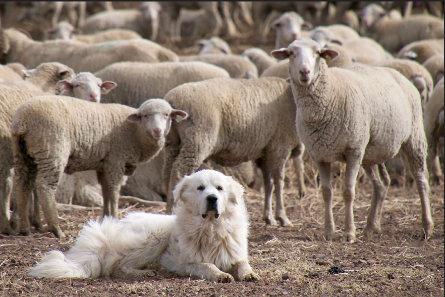 Photograph of a herding dog surrounded by sheep