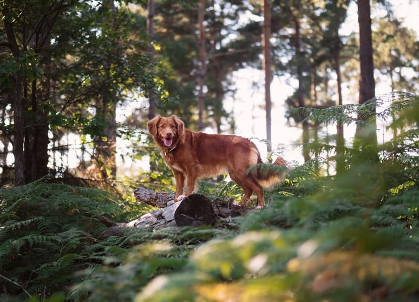 Photograph of a happy brown medium-sized dog in the woods