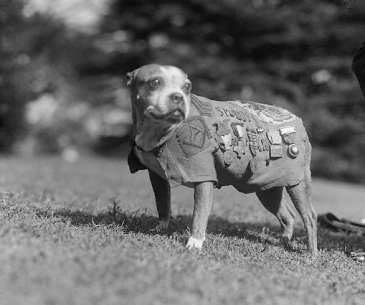 Photograph of Sergeant Stubby, 20th century dog hero