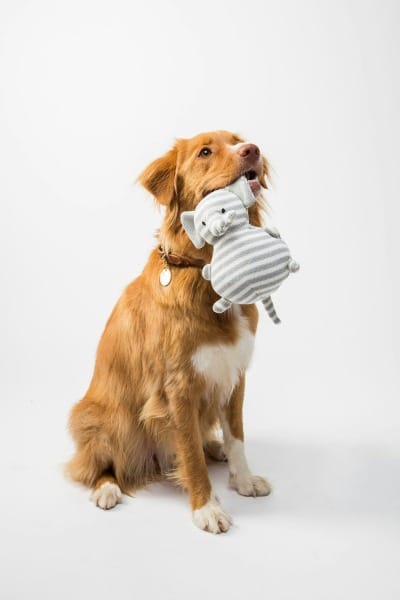 Photograph of a cute dog holding a toy elephant