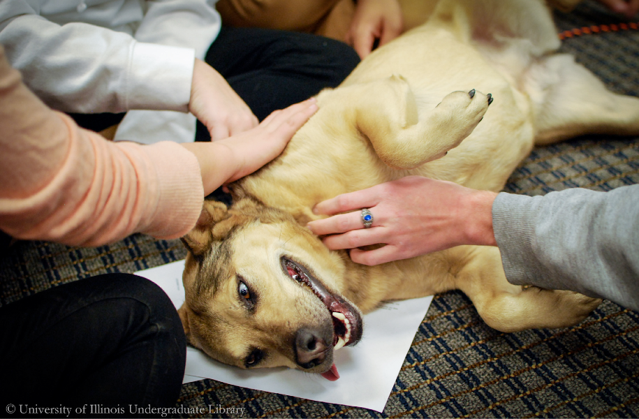 Photograph of therapy dog