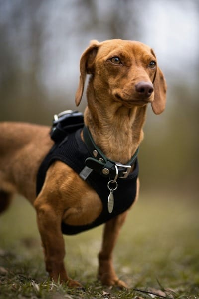 Photograph of a dachshund dog in a harness