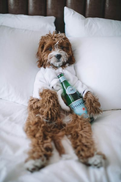 Photograph of a cute dog holding San Pellegrino water