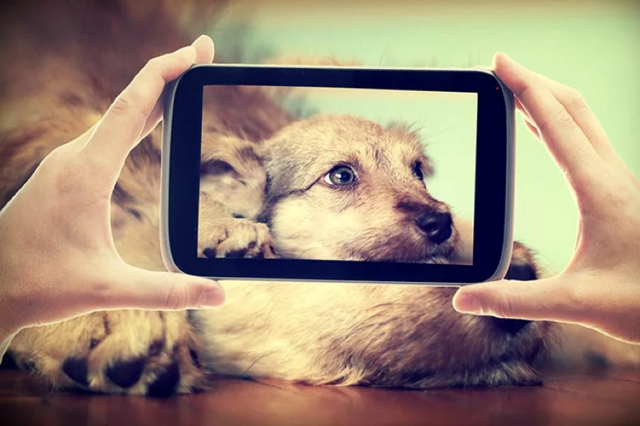 Photograph of a dog on camera