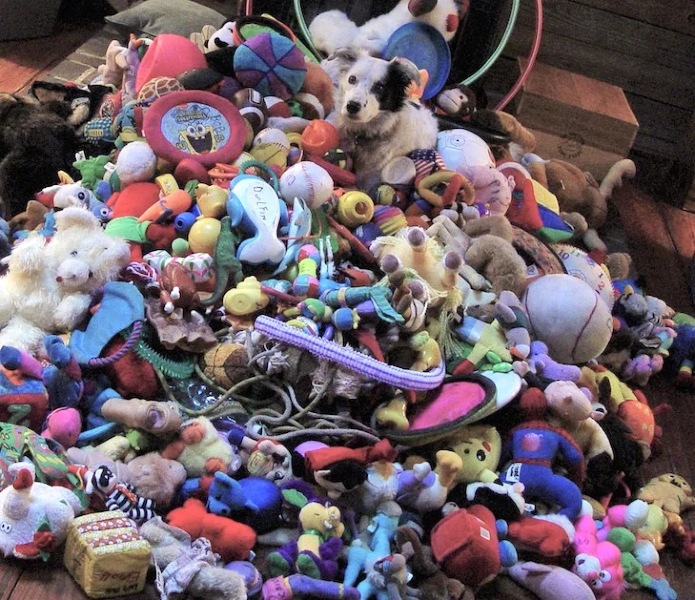 Photograph of Chaser the border collie with a pile of toys