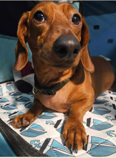 Photograph of Rex, a brown dachshund