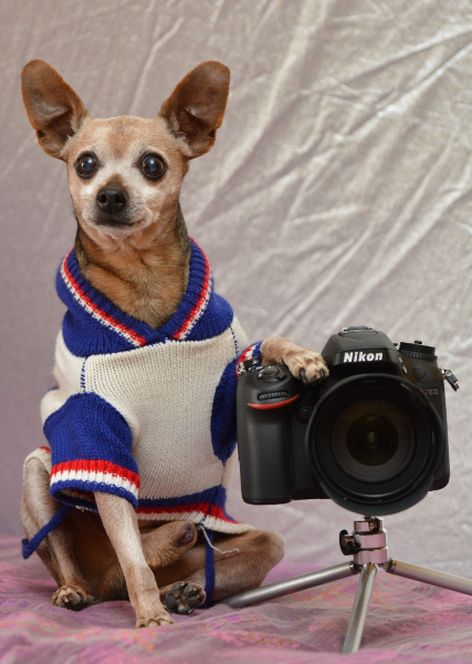 Photograph of a small dog holding a camera