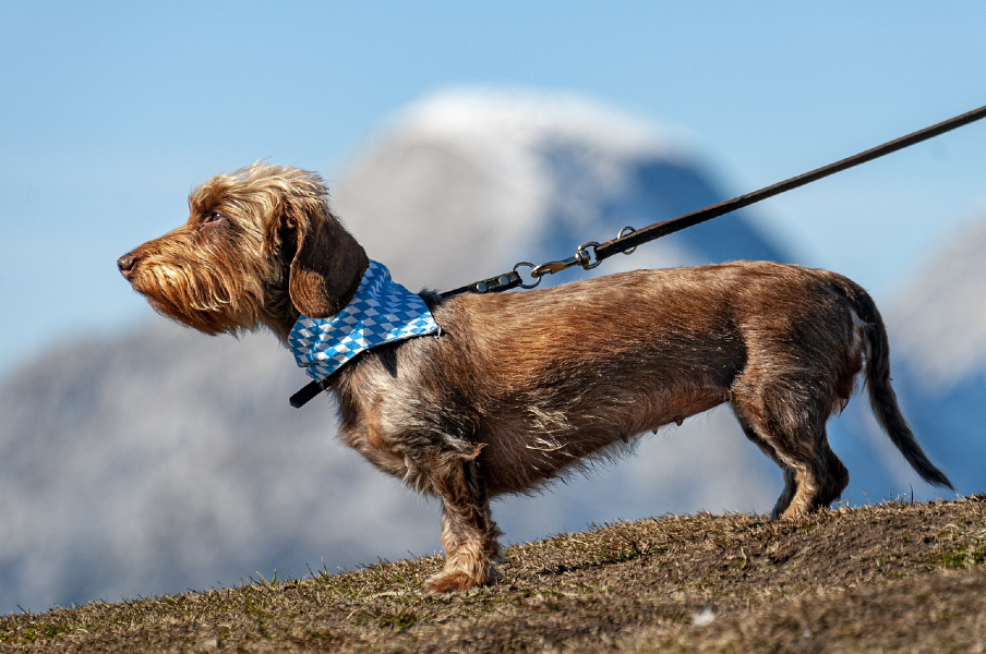 Photograph of a brown serious dog on a leash