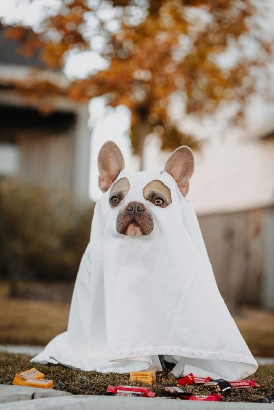 Photo of bulldog dressed as a ghost surrounded by candy at a party