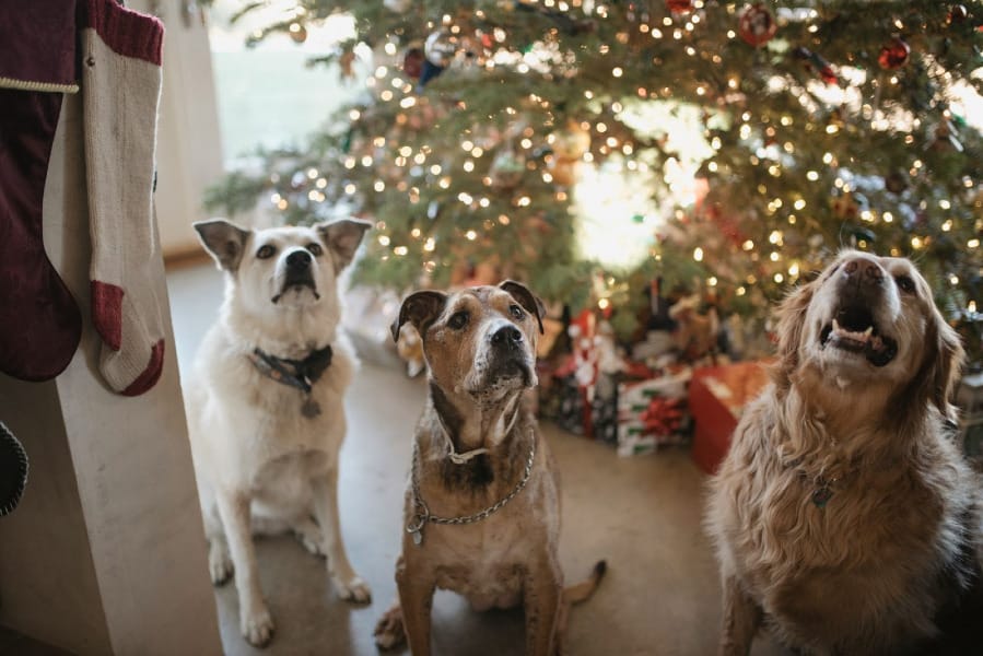 Photograph of three dogs barking at a Christmas tree