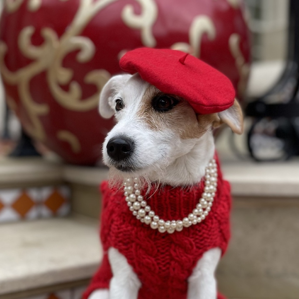 Photograph of Rosie, a Parson Russell Terrier, wearing pearls, a red sweater, and a red beret