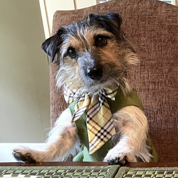 Photograph of Moose, a Russell Terrier wearing a green sweater and tie, sitting on a big chair at a table