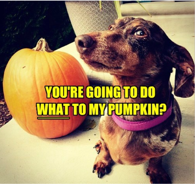 Puppy with uncarved Halloween pumpkin, text on image: "you're going to do what to my pumpkin?"