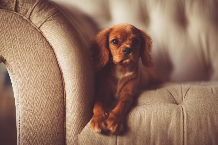 Photograph of cute brown dog on couch