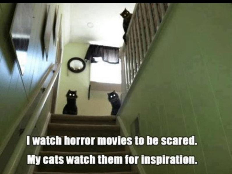 Three black cats at the top of a staircase with text on screen: "I watch horror movies to be scared. My catch watch them for inspiration."