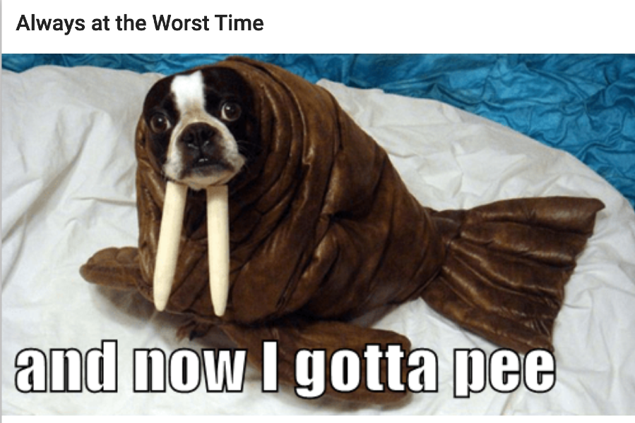 Dog dressed as a walrus for Halloween saying "and now I gotta pee"