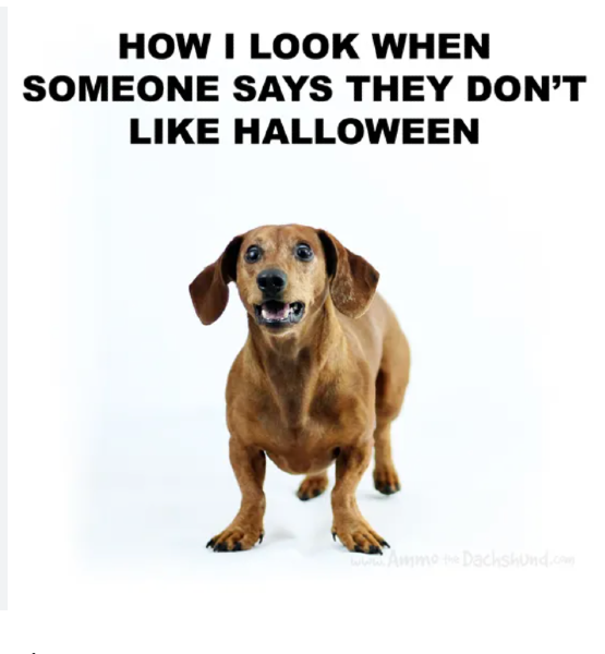 Alarmed dog with text "How I look when someone says they don't like Halloween"