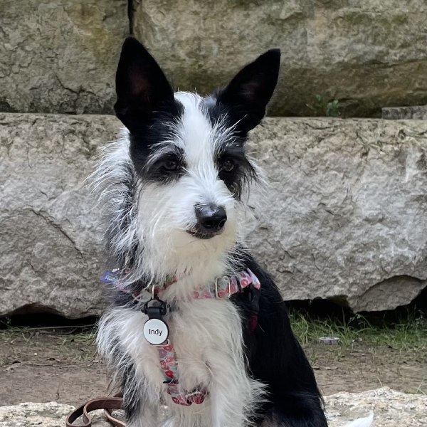 Photograph of a Terrier blend dog, Indy 500, posing outside with a nametag that says Indy