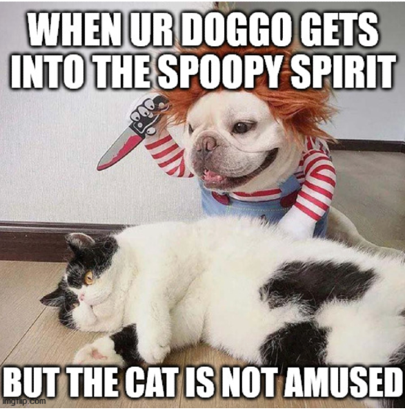 Dog dressed in a costume with a fake knife, raising knife over a grumpy cat, text: "When your doggo gets into the spoopy spirit but the cat is not amused"