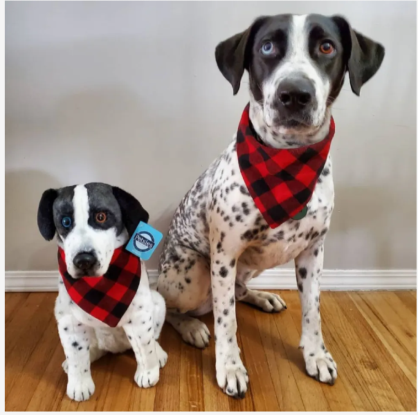 Photograph of a dalmatian dog with heterochromia and a stuffed animal that looks just like them