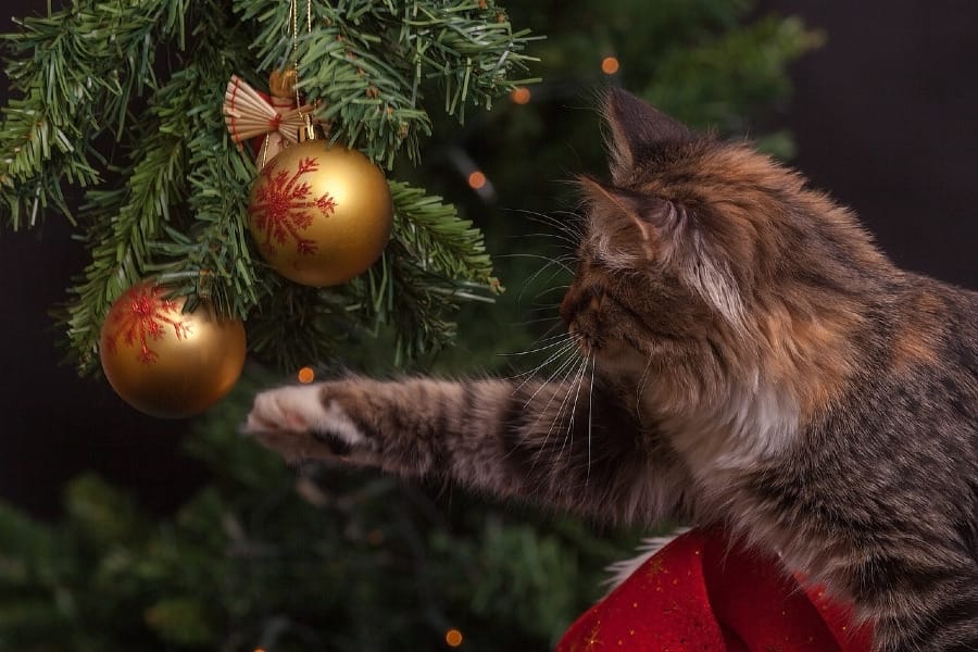 Photograph of cat reaching for a Christmas ornament