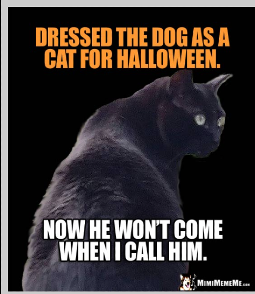 Black cat, text: Dressed the dog as a cat for Halloween, now he won't come when I call him