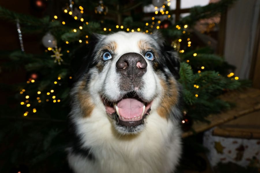 Photograph of Australian Shepherd dog surrounded by Christmas lights