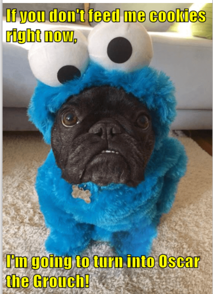 Halloween french bulldog dressed as the Cookie Monster, saying "If you don't feed me cookies right now, I"m going to turn into Oscar the Grouch!"