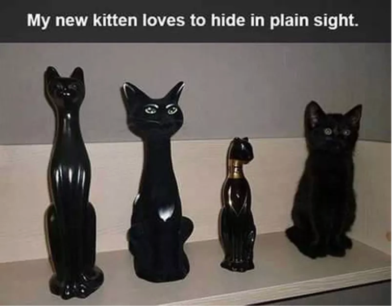 Three black cat statues on a shelf plus a real black cat kitten, text: "my new kitten loves to hide in plain sight"