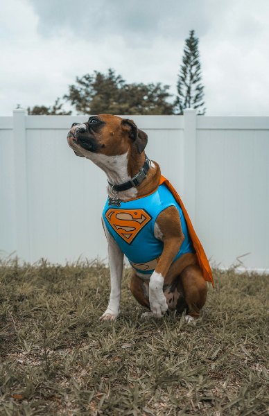 Photo of boxer dog dressed as Superman on Halloween