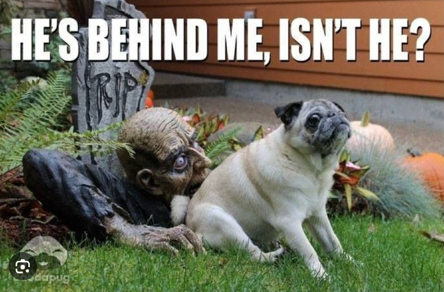 Bulldog with scary zombie Halloween decoration behind it, funny meme, "He's behind me, isn't he?"