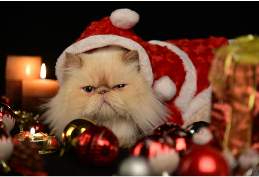 Photo of white hat in a Santa outfit