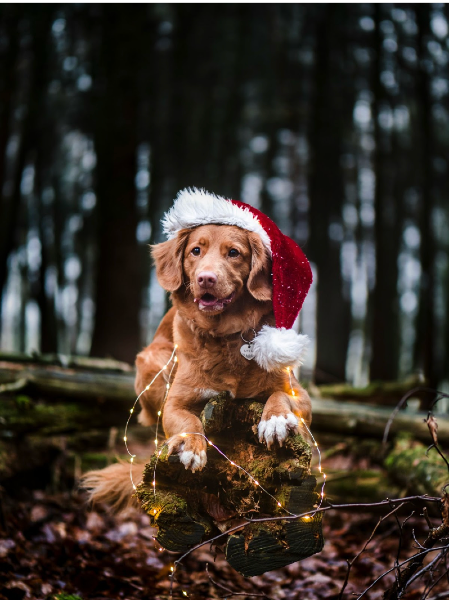 Photograph of a dog wearing a Santa hat in the woods with focused lighting