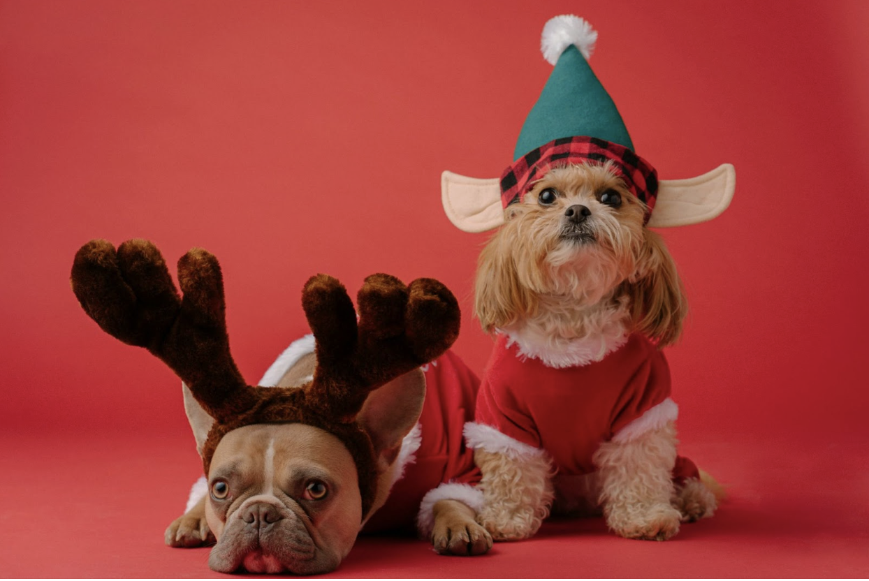 Photo of two dogs wearing reindeer ears and an elf hat