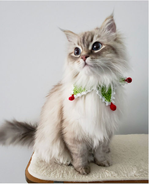 Photo of a cute cat wearing a Christmas collar