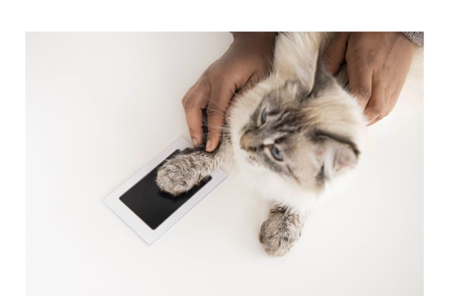 Photo of a cat taking a pawprint on an ink pad