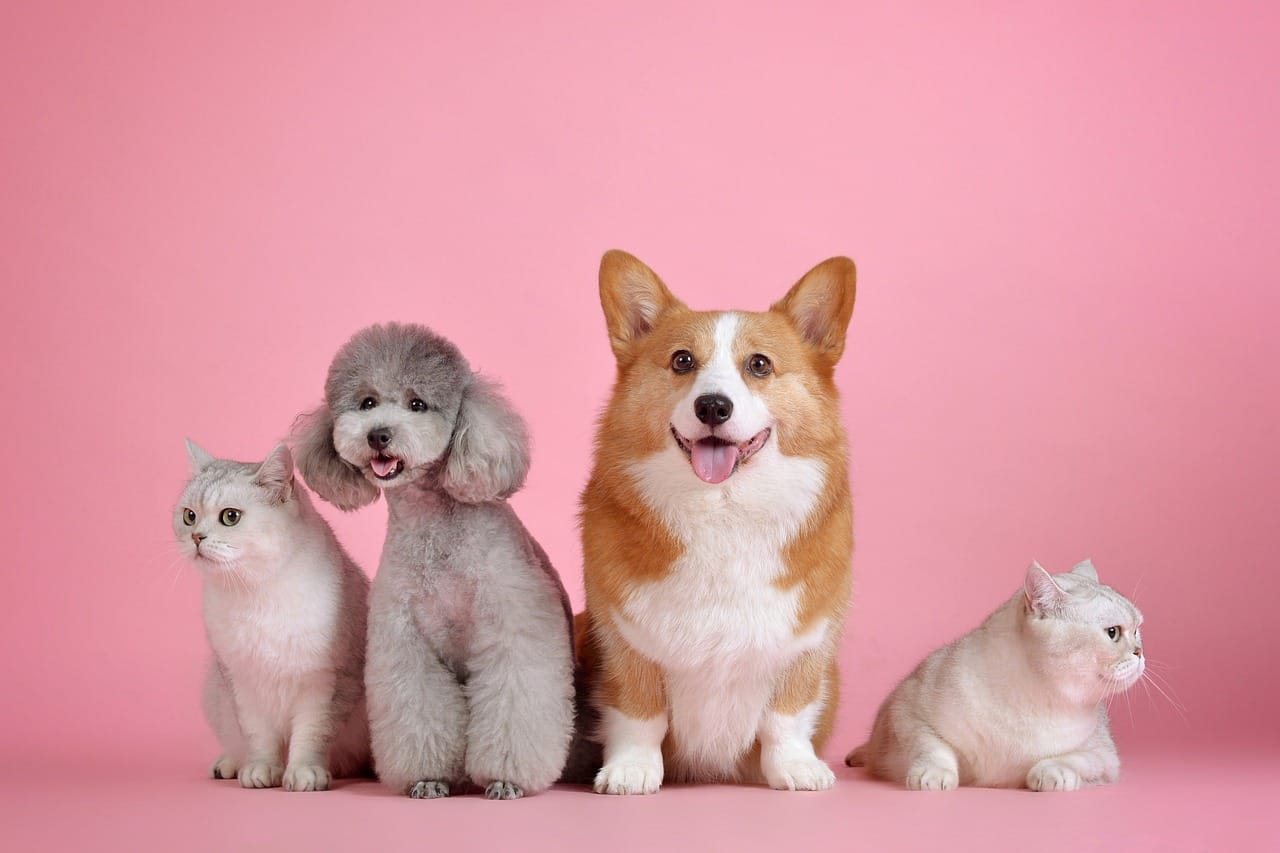 Professional photo of two cats and two dogs