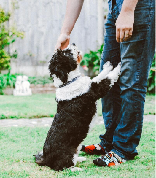 photo of a puppy standing up on its hind legs, ready to jump on the owner