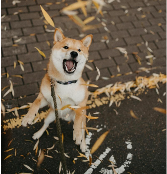 Photo of shiba inu jumping 